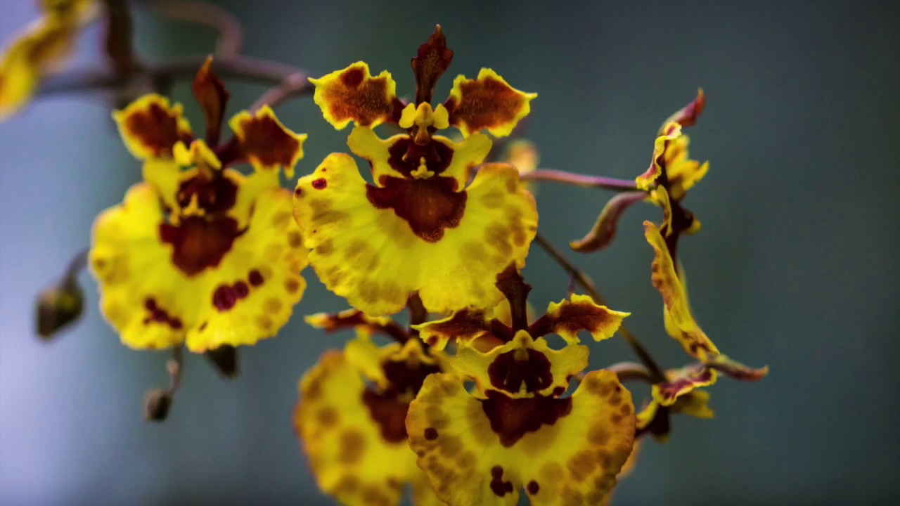 Phalaenopsis, Bulbophyllum, Sympoglossum – Alles über Orchideen #37 // Gartenschlau.com