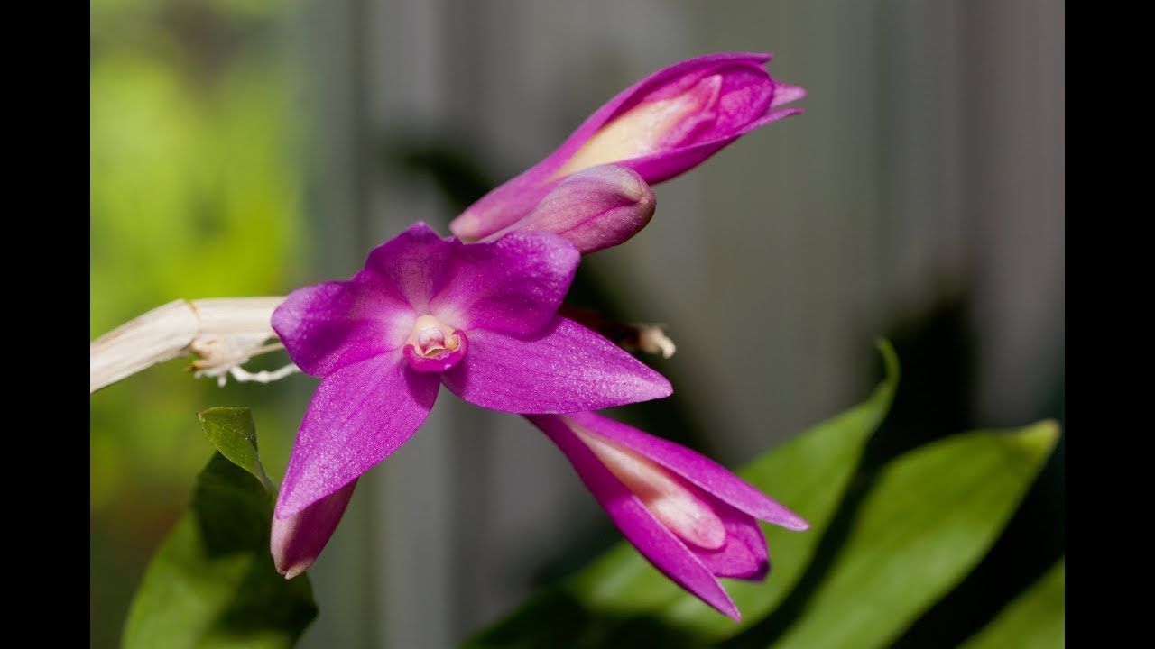 Welchen Orchideen blühen Anfang Juli? – Alles über Orchideen #40 // Gartenschlau.com