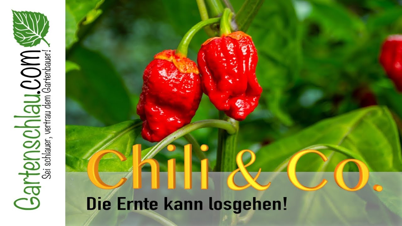 Chili Ernte geht los! – Alles über Chili, Peperoni, Tomate, Paprika #41 // Gartenschlau.com