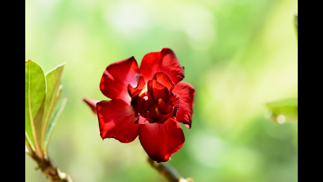 Adenium obesum – Black Magic blüht // Gartenschlau.com