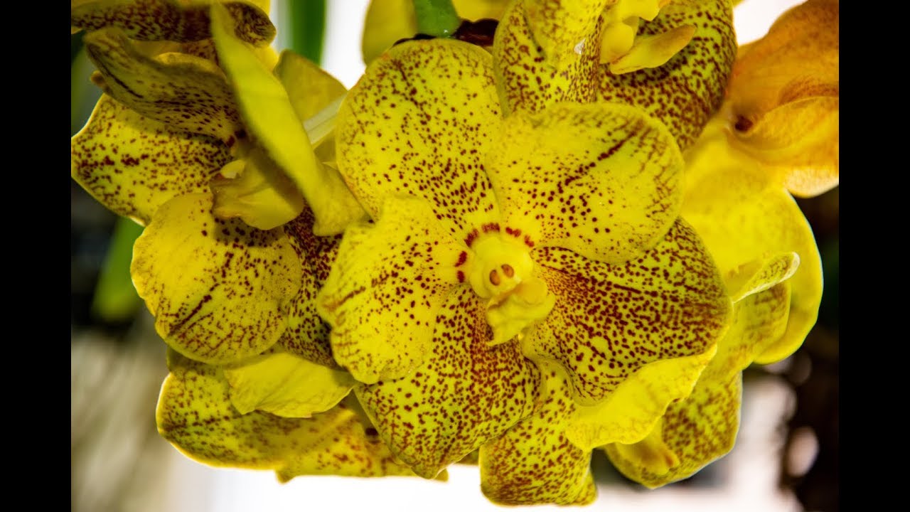 Vanda & Co. Zukünftig Mehr über Diese Tolle Gattungen – Alles über Orchideen #46 // Gartenschlau.com