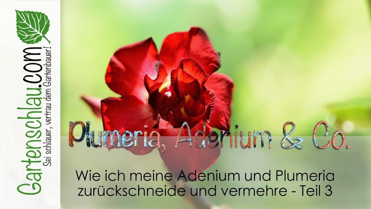 Plumeria, Adenium & Co. – Wie Ich Meine Adenium Und Plumeria Zurückschneide Und Vermehre – Teil 3