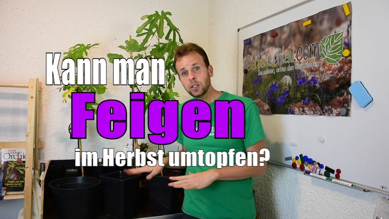 Feigen 🌳 | Kann man FEIGEN im Herbst UMTOPFEN? | www.feigenhof-berglen.de 🌻 // Gartenschlau.com