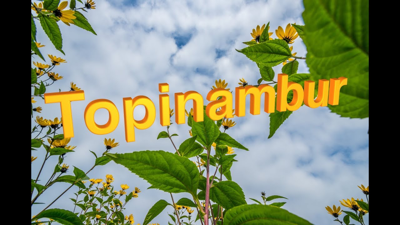Topinambur (helianthus Tuberosus) Selbst Anbauen – Ernte – Wurzelgemüse – Sonnenblume