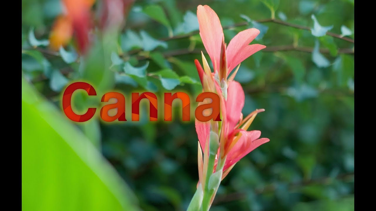 Indisches Blumenrohr (canna Indica) – Canna Man Mal Machen! – Nach Dem Heißen Somme – Ingwergewächse