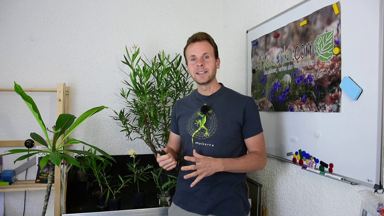 Oleander (Nerium oleander) – Pflege, Rückschnitt, Überwintern Stecklingsvermehrung oleander pflegen