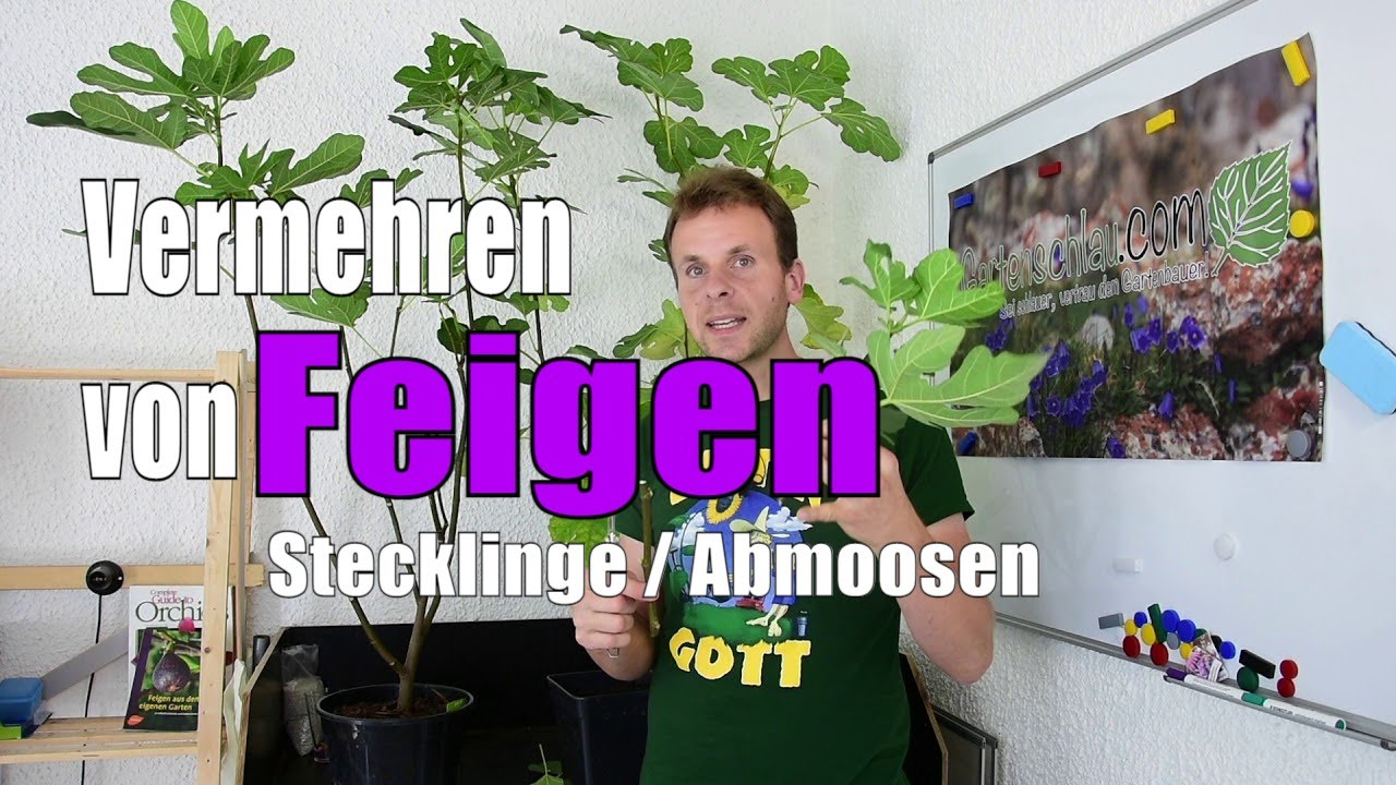 Feigen 🌳 | Vermehren Von Feigen Durch Stecklinge Oder Abmoosen | Www.feigenhof Berglen.de 🌻