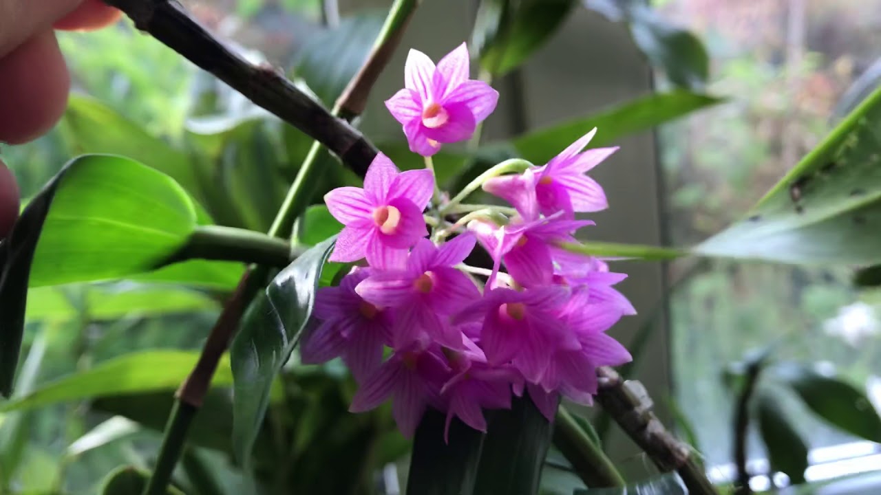 Dendrobium Goldschmidtianum – Portrait – Alles über Orchideen #54 // Gartenschlau.com