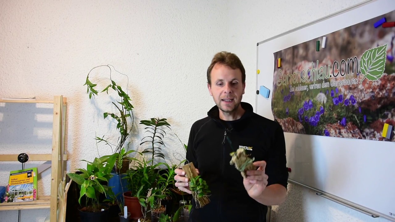 Wie binde ich Orchideen auf? – Orchideen aufbinden – Alles über Orchideen #53 // Gartenschlau.com