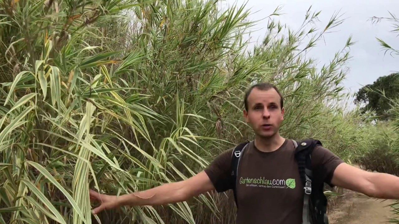 Warum ist eine Rhizomsperre bei Bambus empfehlenswert // Gartenschlau.com