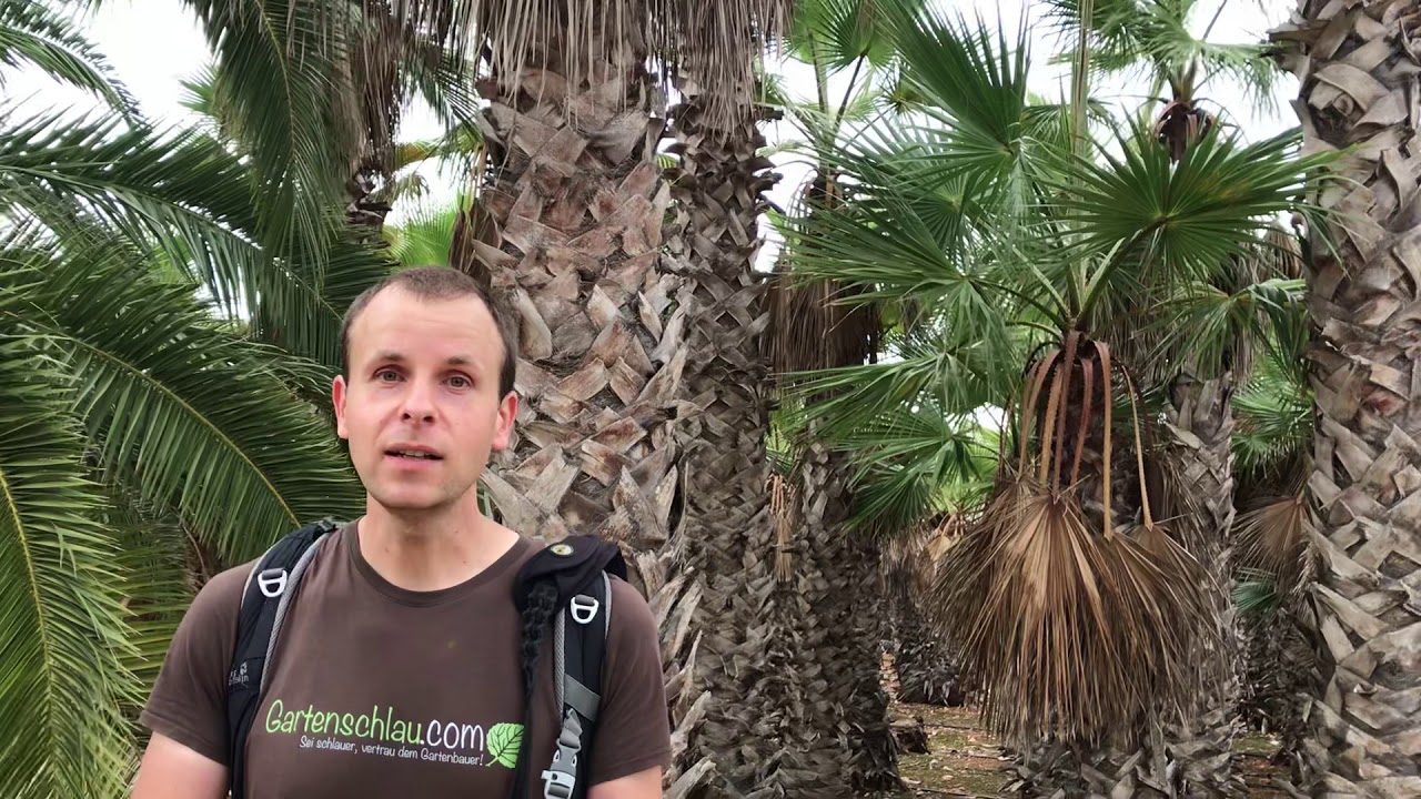 Washingtonia Palmen – Bei Guter Pflege Und Ausreichend Zeit – Botanicatus – Mallorca – Palmen #11