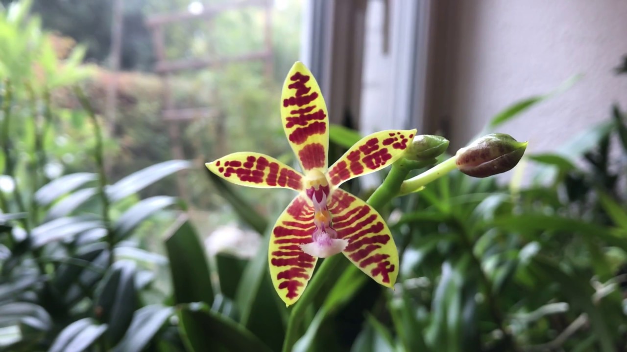 Phalaenopsis Mannii X Phalaenopsis Corningiana – Primärhybride – Alles über Orchideen #52