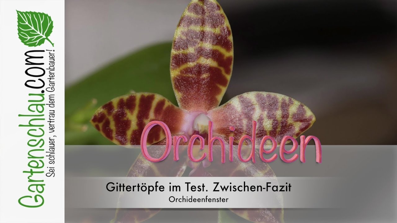 Sympodiale Orchideen Im Gitterkörbchen – Gittertopf – Alles über Orchideen #49 // Gartenschlau.com