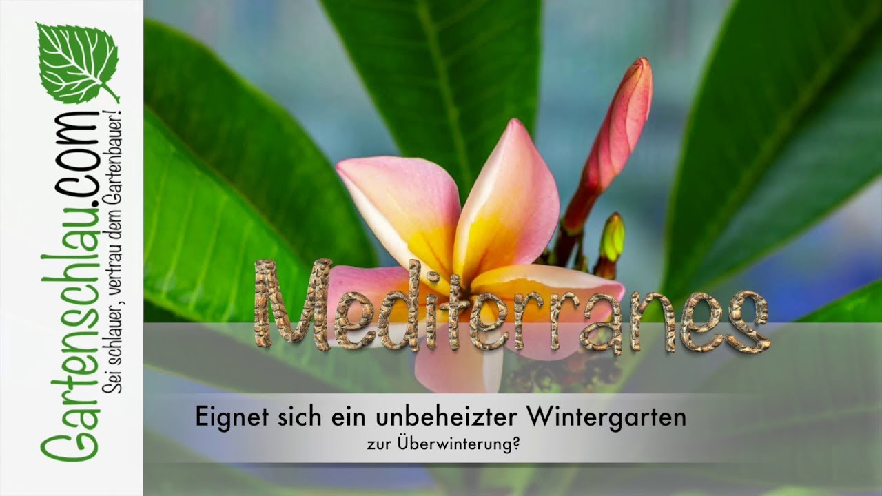 Eignet Sich Ein Unbeheizter Wintergarten Zur Überwinterung? // Gartenschlau.com