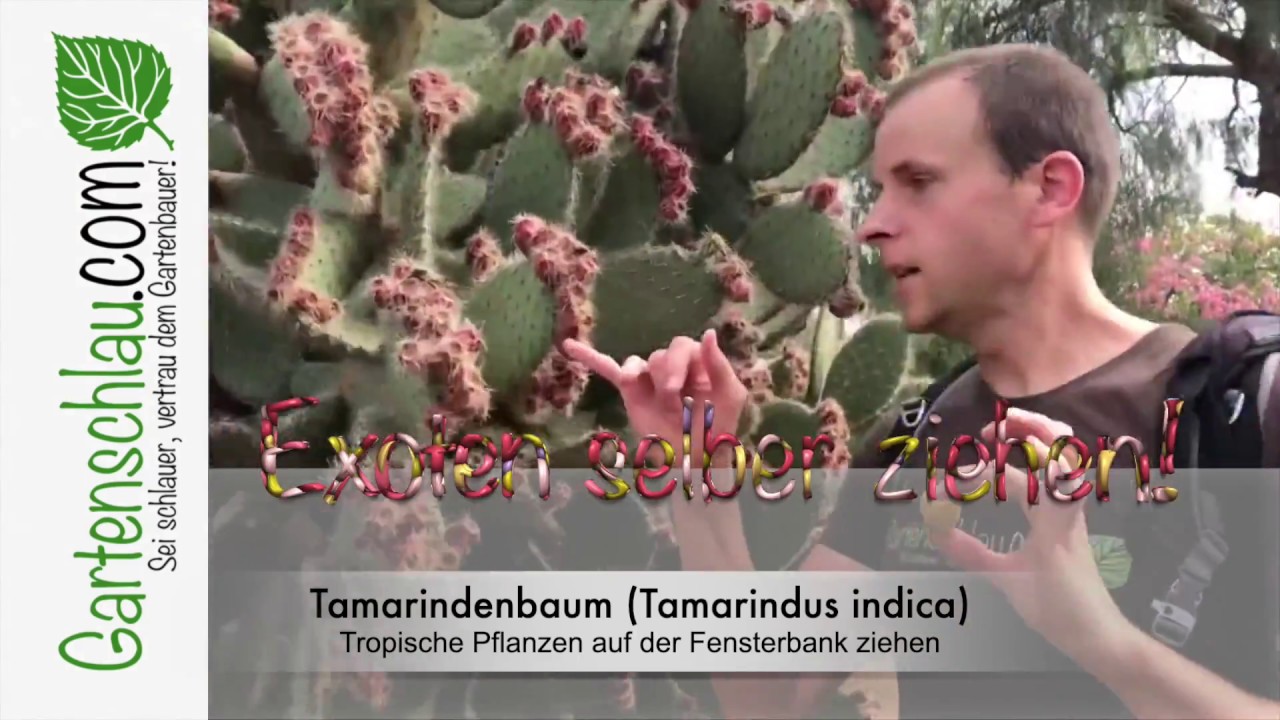 Tamarindenbaum (Tamarindus indica) – Tropische Pflanzen auf der Fensterbank ziehen