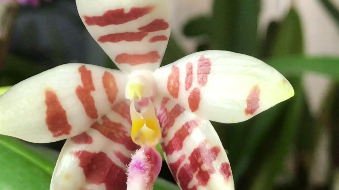 Phalaenopsis tetrasambo – Primärhybride – Alles über Orchideen #55 // Gartenschlau.com