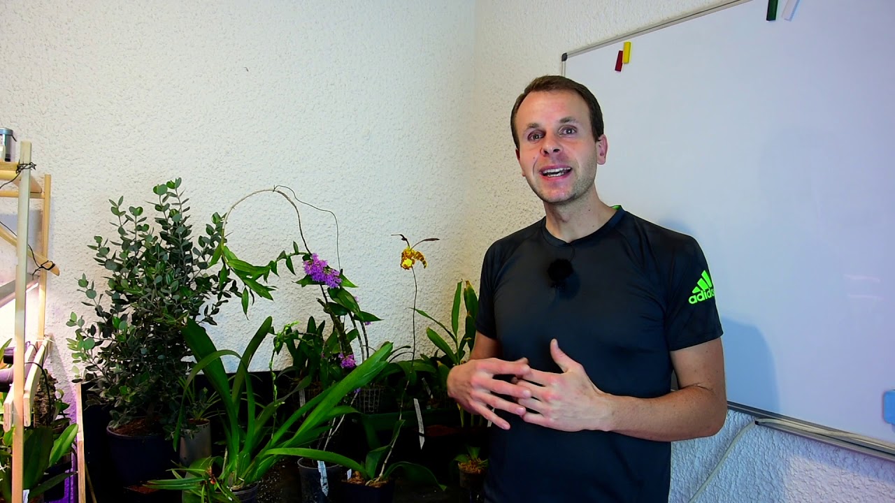 Psychopsis Mariposa ‚Green Valley‘ – Portrait – Alles über Orchideen #61 // Gartenschlau.com