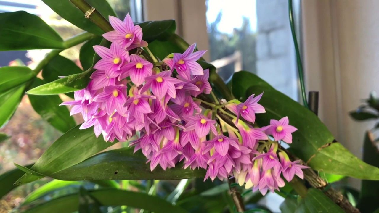 Dendrobium Goldschmidtianum – Steht Voll In Blüte – Alles über Orchideen #60 // Gartenschlau.com