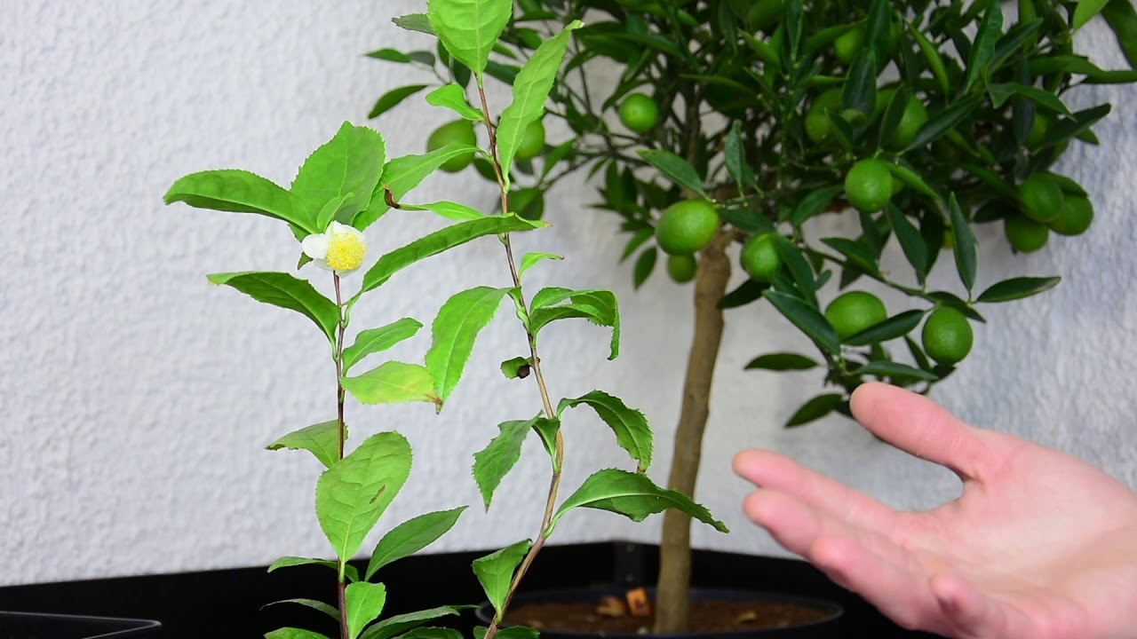 Exoten Im Garten – Teepflanze (camellia Sinensis) – Tee Am Morgen, Vertreibt Kummer Und Sorgen!