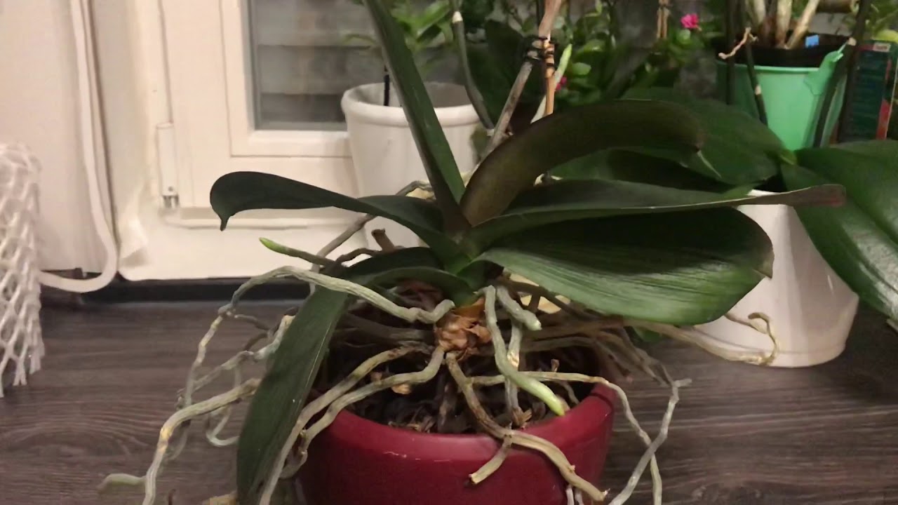 Phalaenopsis Ist Aus Dem Topf Gewachsen, Wie Kann Ich Sie Retten?! – Alles über Orchideen #63
