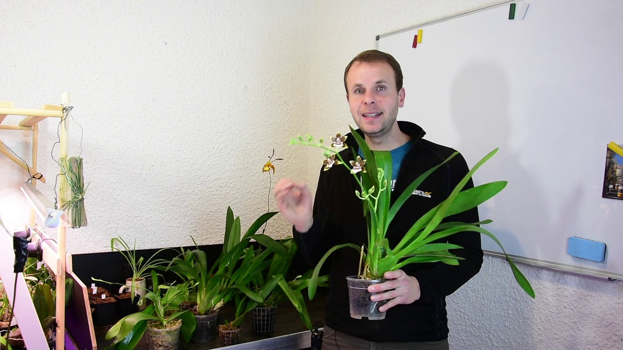 Pflegetipps für Odontoglossum-Orchideen – Alles über Orchideen #67 // Gartenschlau.com