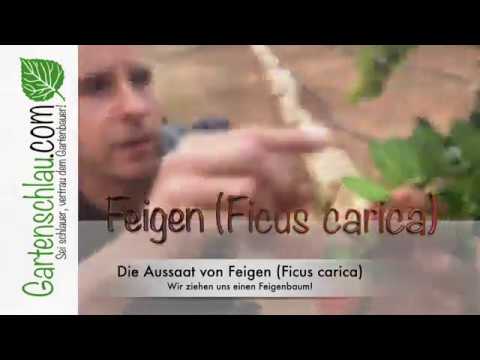 Feigen 🌳 | Aussaat von Feigensamen aus dem Supermarkt | www.feigenhof-berglen.de 🌻