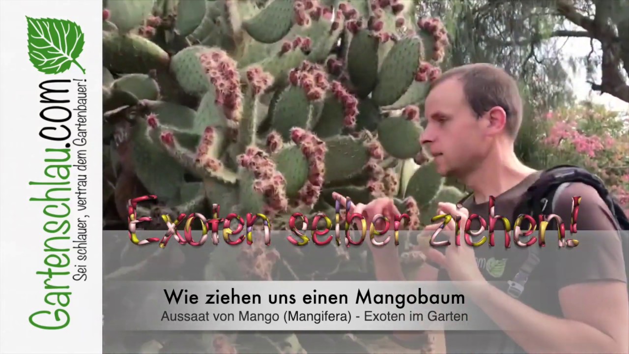 Mit diesen Tipps klappt die Aussaat von Mango (Mangifera) garantiert – Exoten im Garten