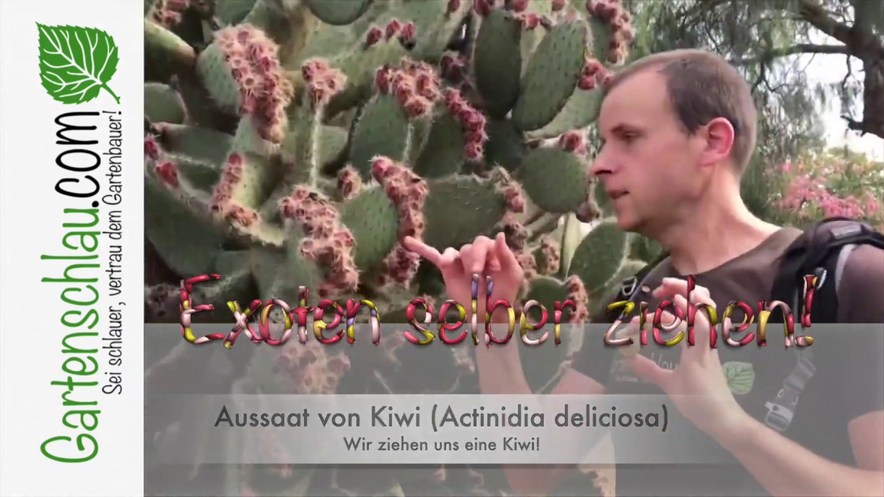 Wir ziehen uns eine Kiwi – Aussaat von Kiwi (Actinidia deliciosa) – Exoten im Garten