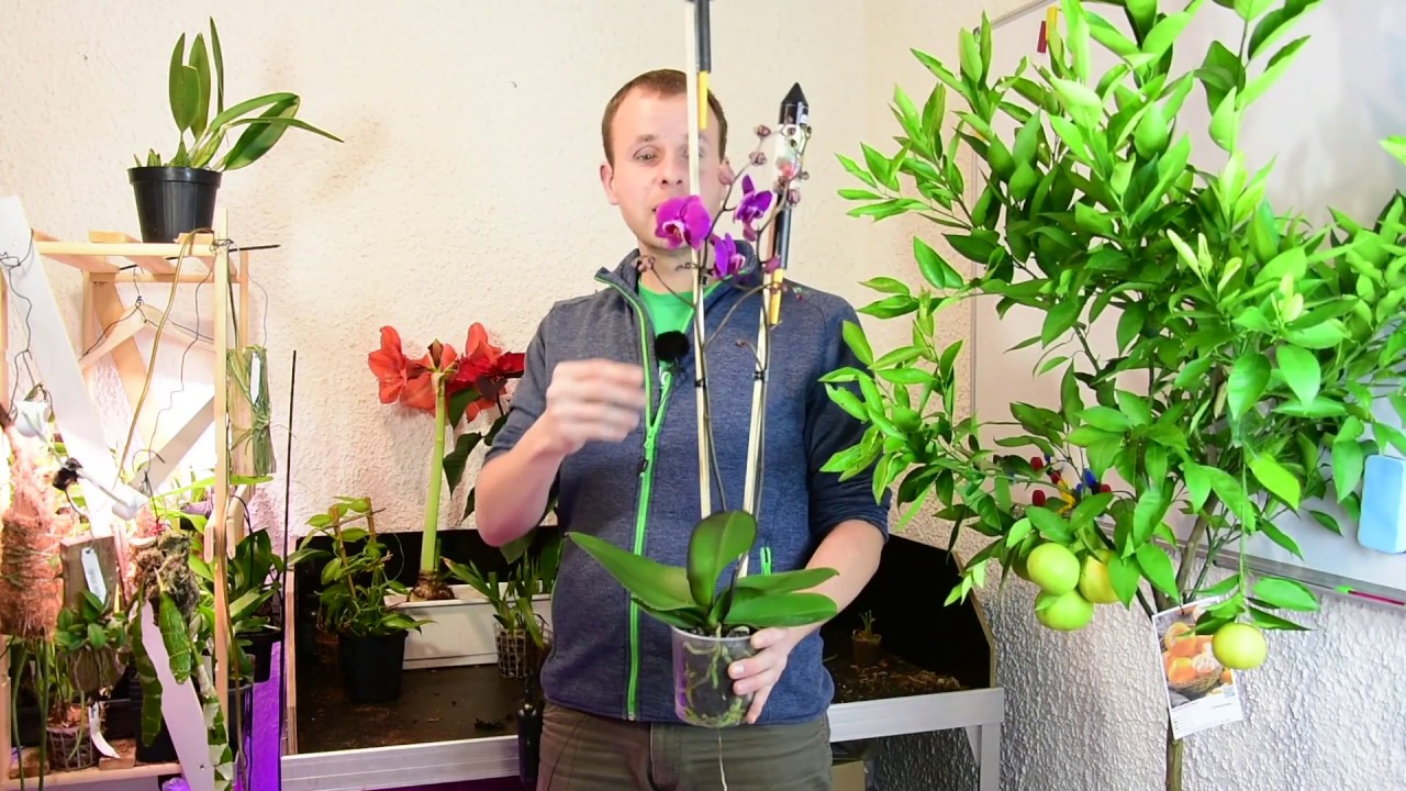 Pflanzen statt Böller – Tipps zum Fixieren des Blütentriebs – Alles über Orchideen #69