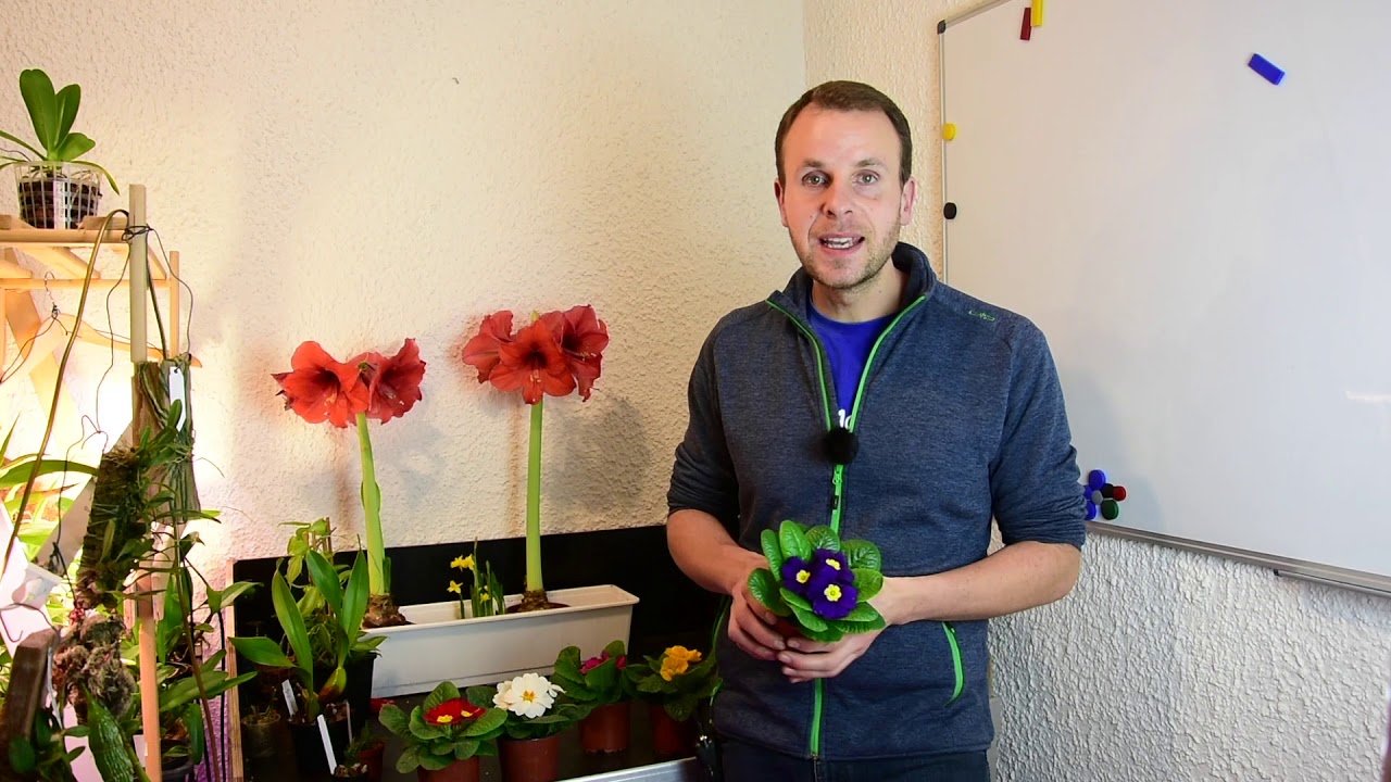 Garten- Primel richtig pflegen – Stängellose Schlüsselblume – Primula vulgaris – Epische Fakten