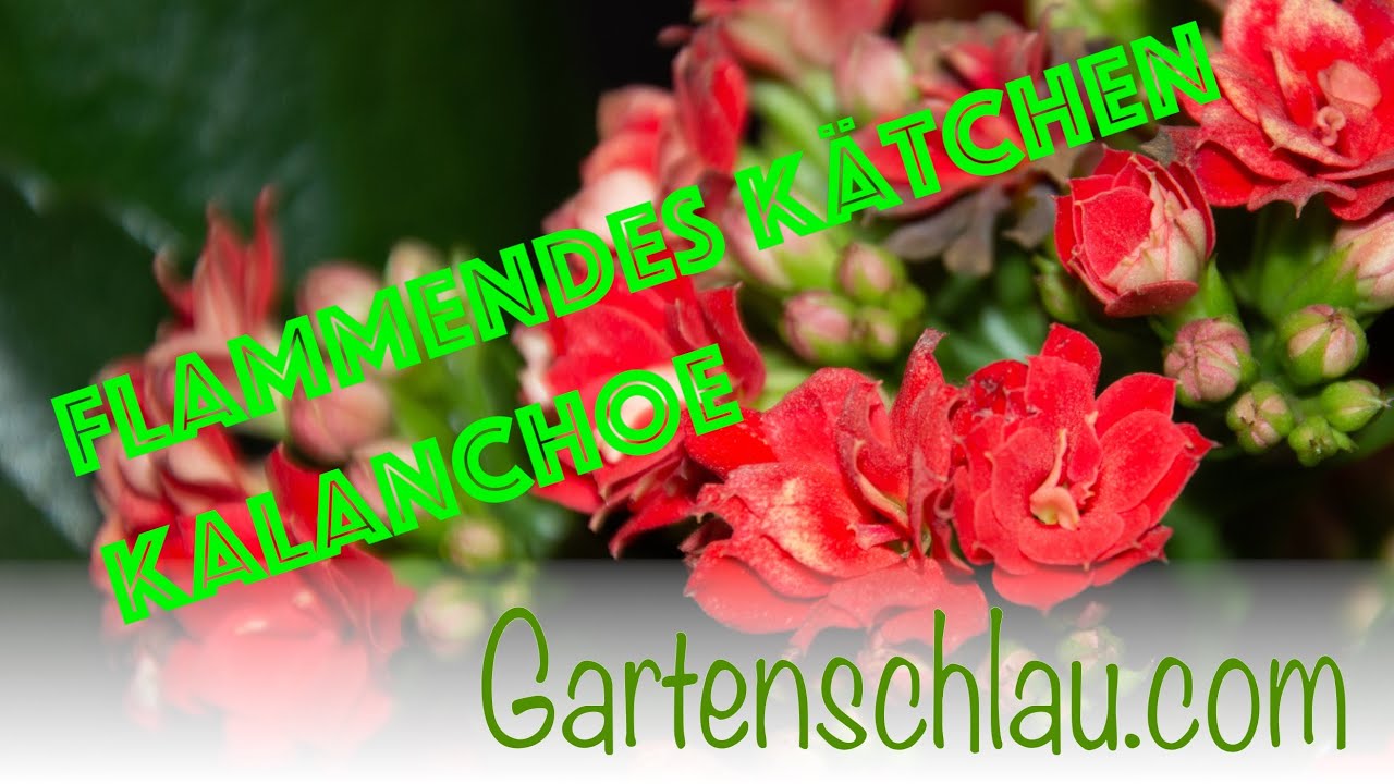 Wie bekomme ich das Flammende Käthchen wieder zum Blühen? – Kultur und Pflege von Kalanchoe