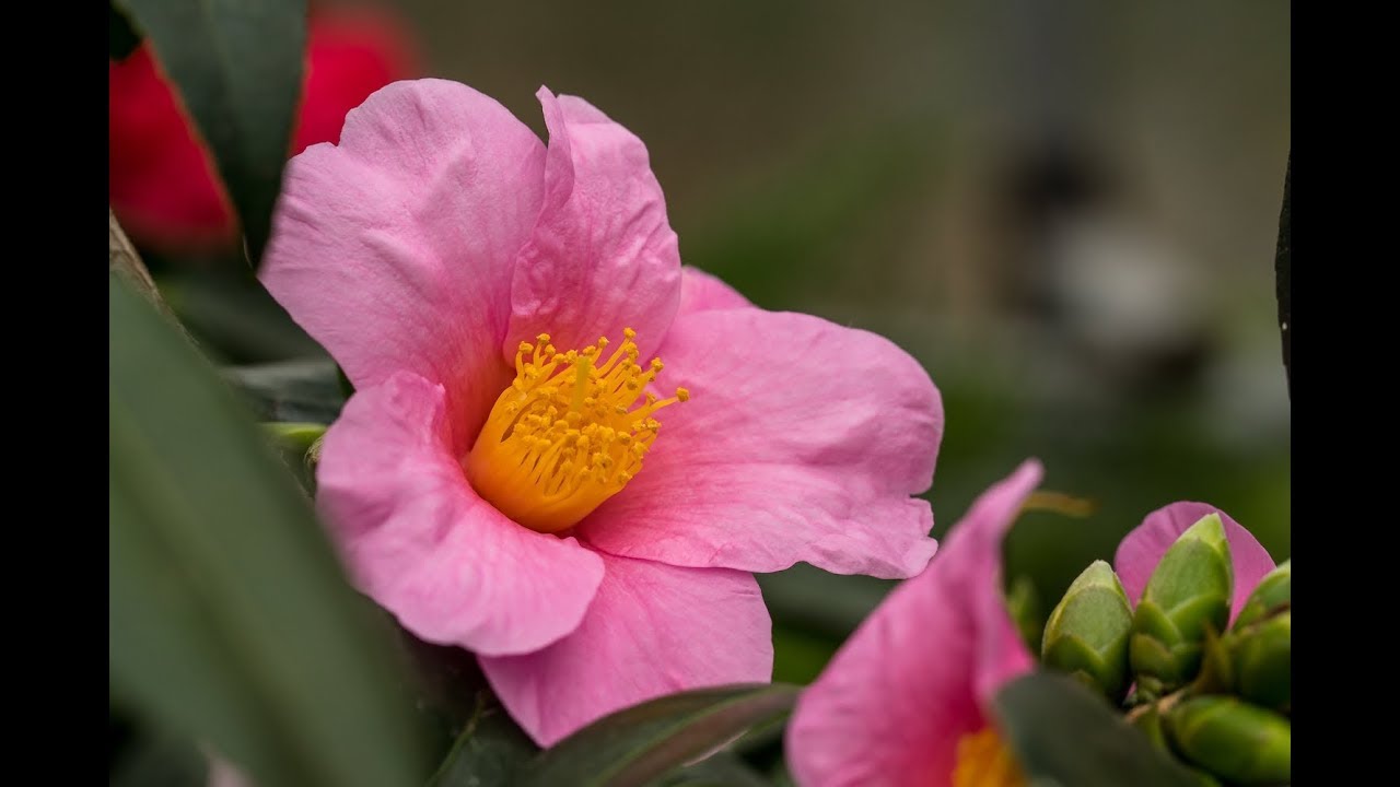 Die Kamelie (Camellia japonica) – richtig schneiden, gießen, pflegen, überwintern und düngen!