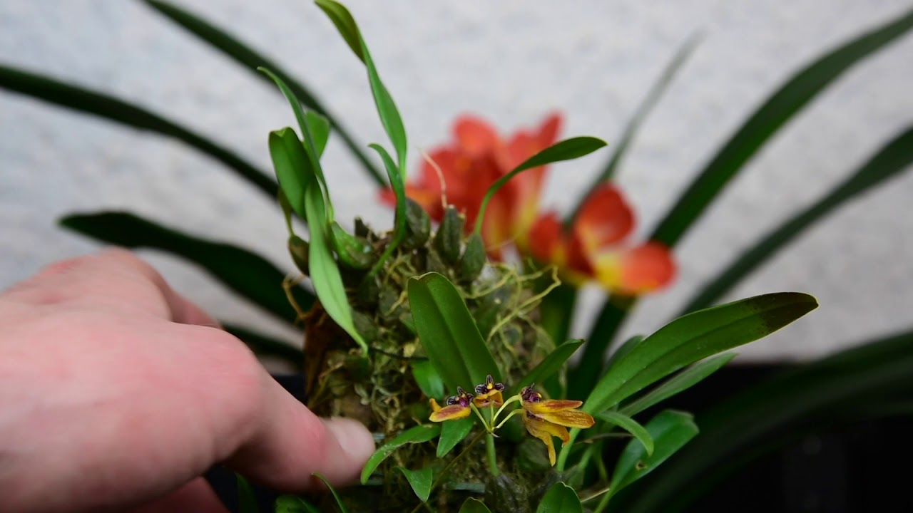 Bulbophyllum Lepidum – Portrait – Alles über Orchideen #74 // Gartenschlau.com