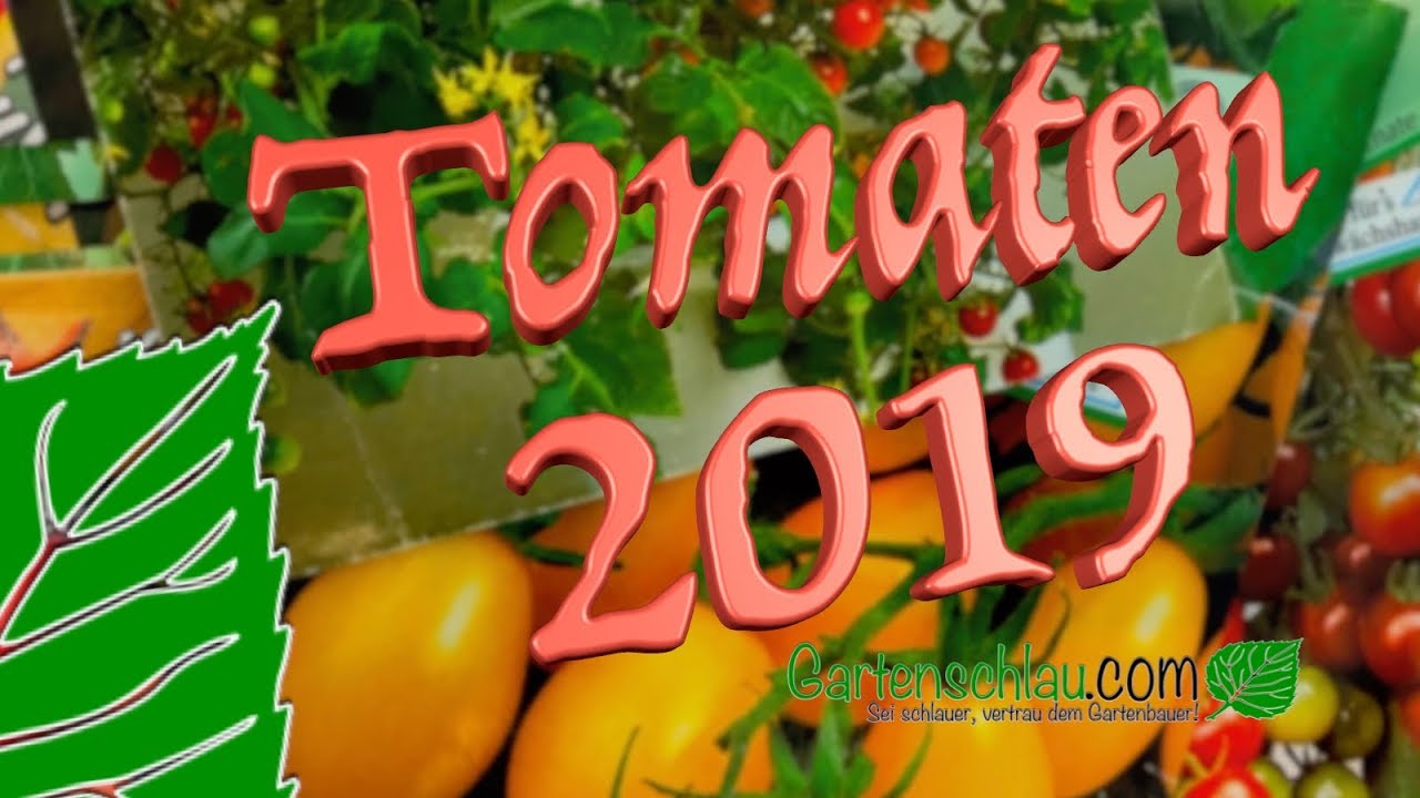 Tomatensorten für 2019 – Welche Tomatensorten werde ich 2019 anbauen? // Gartenschlau.com