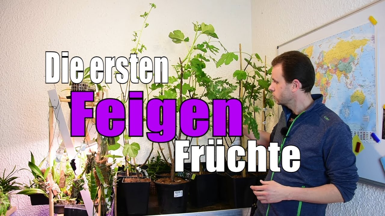 Feigen 🌳 | Die Ersten Früchte | Www.feigenhof Berglen.de 🌻 // Gartenschlau.com