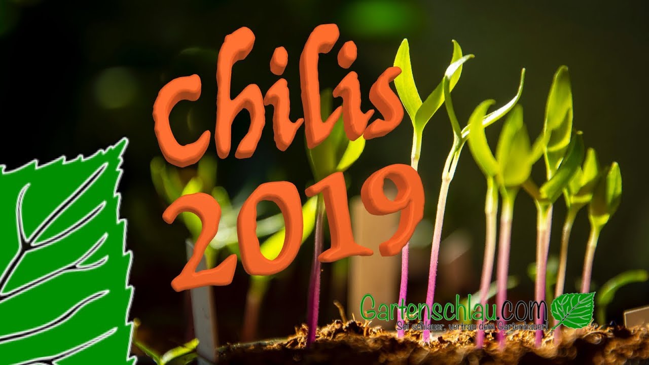 Chili Sorten Für Die Saison 2019 – Alles über Chili, Peperoni, Tomate, Paprika #50