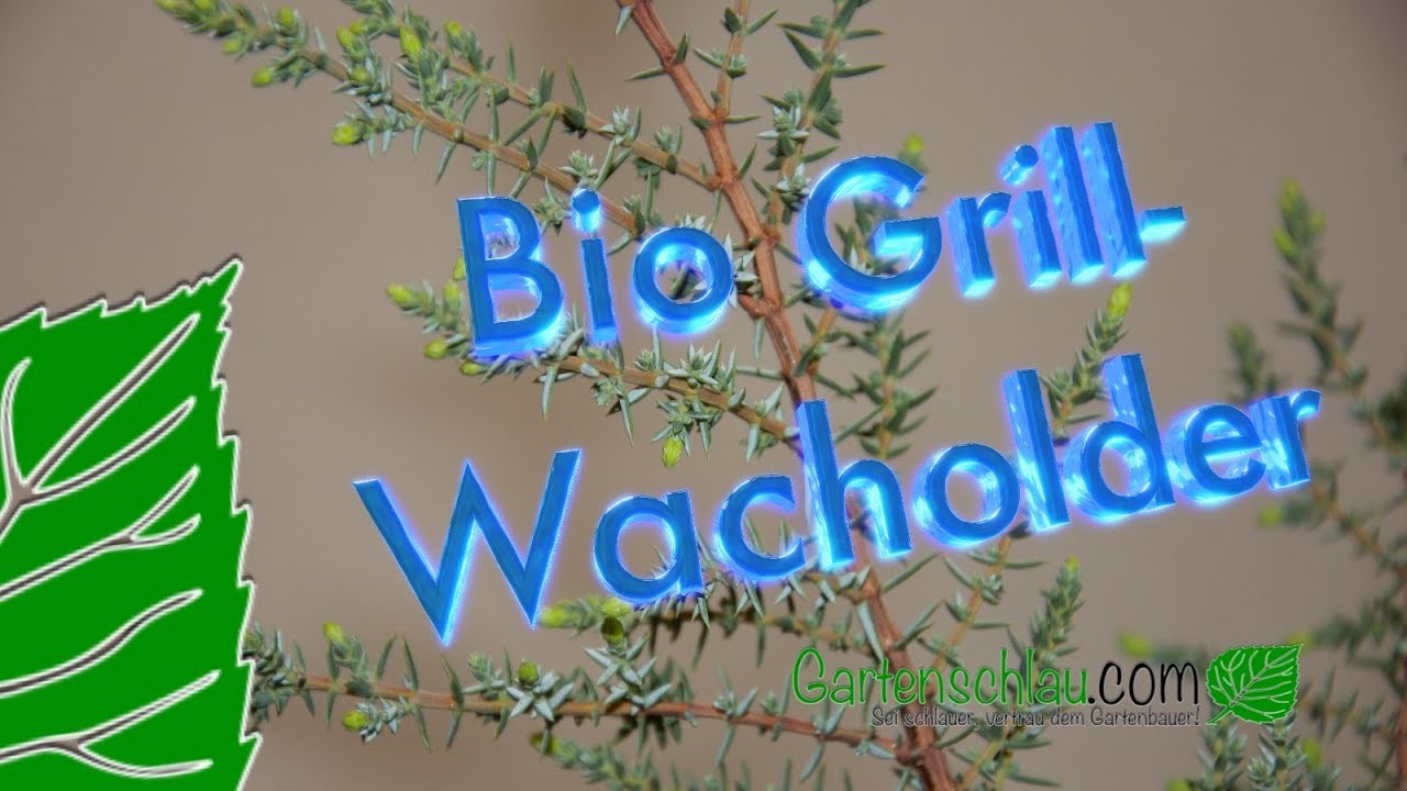 Bio Grill Wacholder – Juniperus Communis ‚meyer‘ – Ein „muss“ Für Jeden Grillfan // Gartenschlau.com