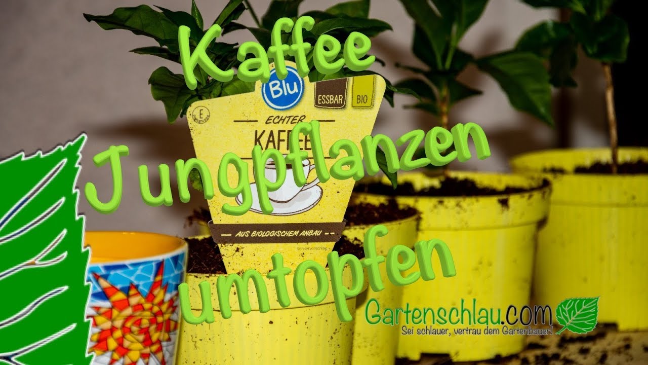 Kaffee-Jungpflanzen umtopfen – Wie ich meine Kaffee-Jungpflanzen von BLU umtopfe?