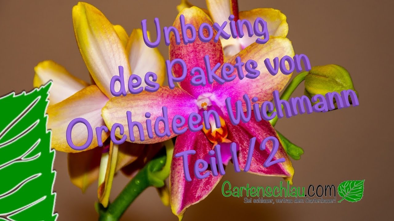 Unboxing des Pakets von Orchideen Wichmann -Teil 1/2 – Alles über Orchideen #75 // Gartenschlau.com