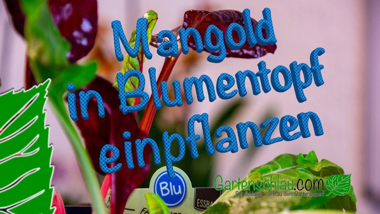 Mangold von BLU einpflanzen und weitere Informationen rund um den Mangold // Gartenschlau.com