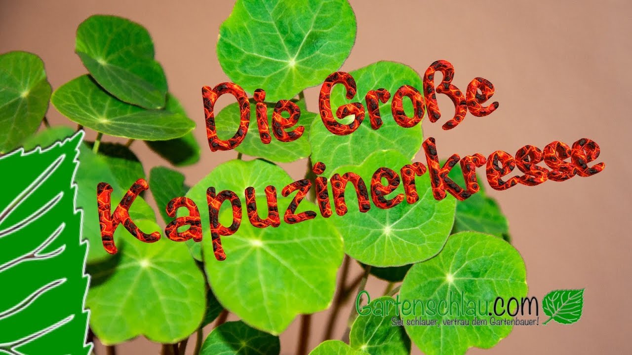 Große Kapuzinerkresse (Tropaeolum majus) Der Wahnsinn was die Pflanze kann! – Antibiotika Pflanze