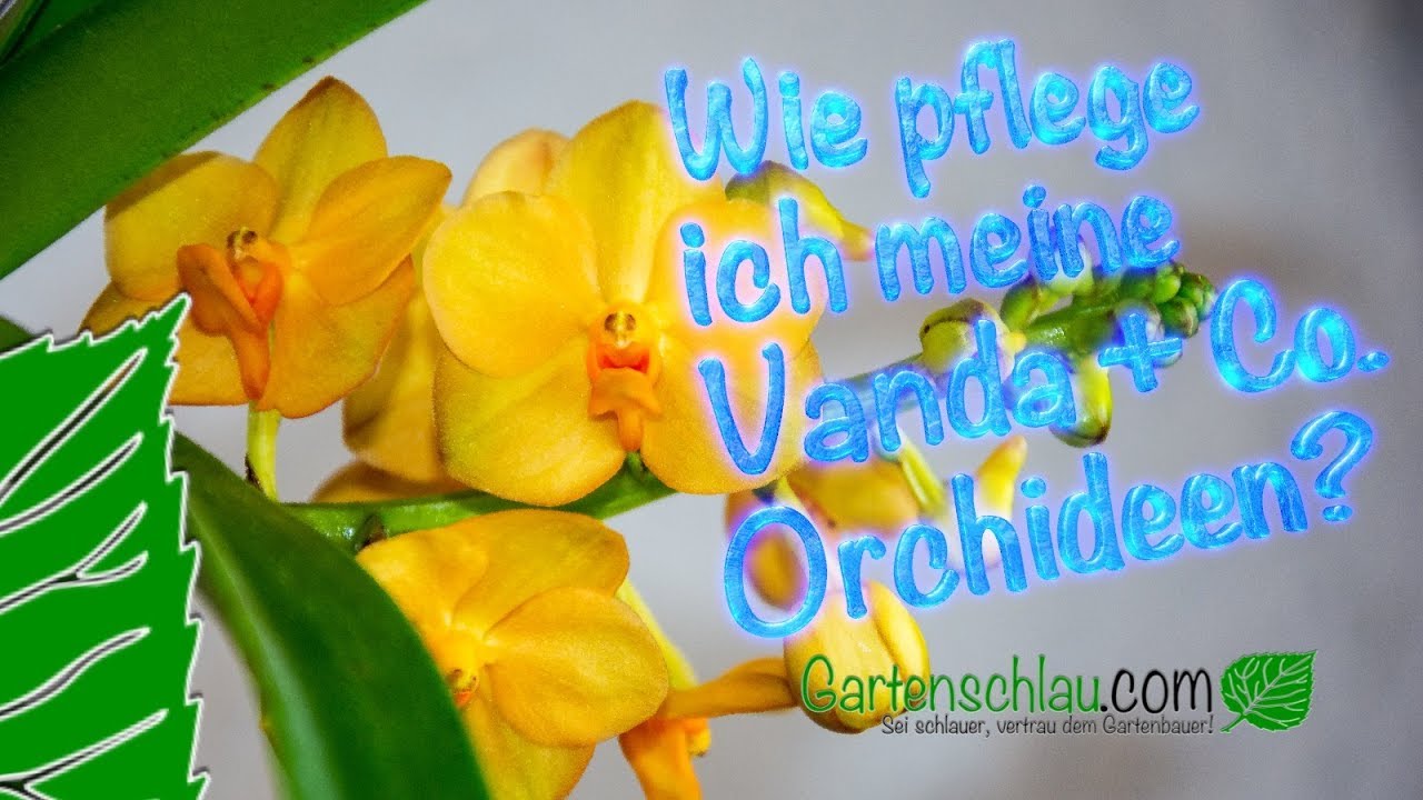 Pflege Von Vanda + Co. Orchideen? – Alles über Orchideen #77 // Gartenschlau.com