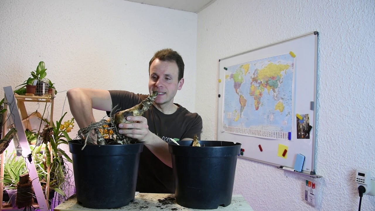Gartenamaryllis pflanzen und pflegen – Hakenlilie Crinum & Wildamaryllis Cyrtanthus