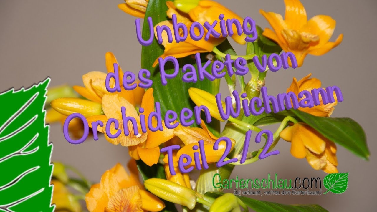 Unboxing des Pakets von Orchideen Wichmann -Teil 2/2 – Alles über Orchideen #76 // Gartenschlau.com