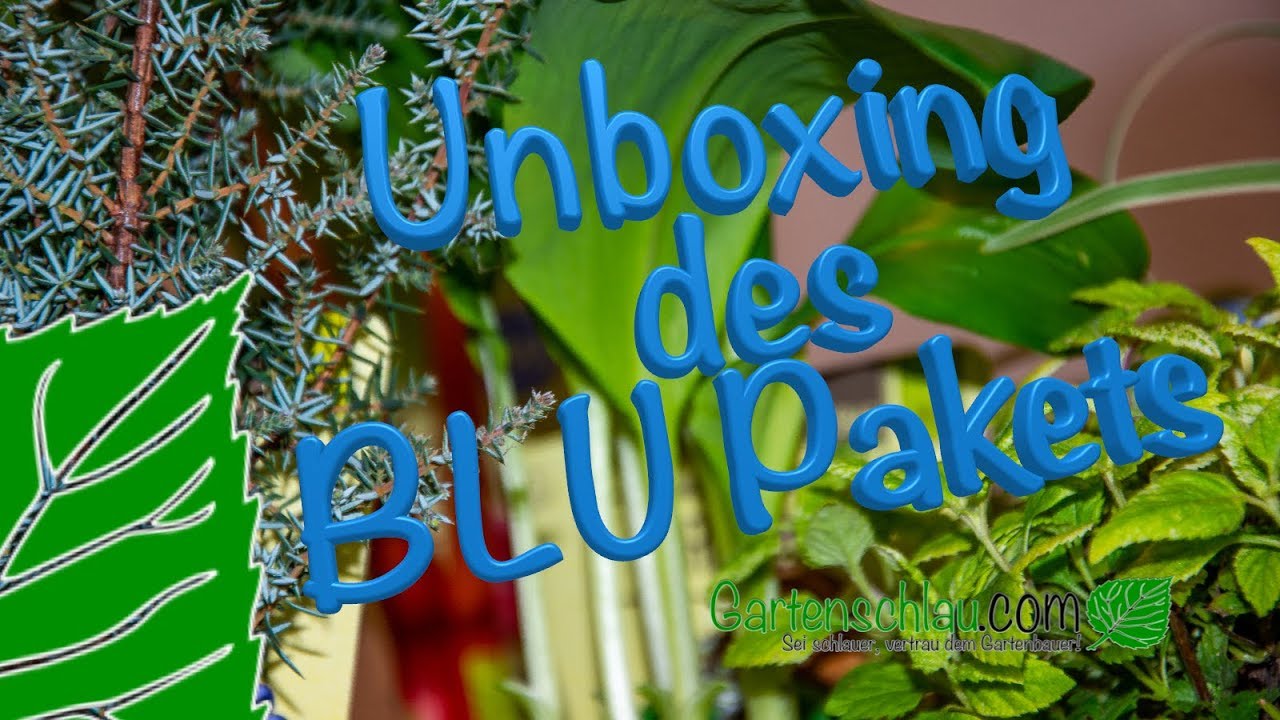 Unboxing des BLU Pakets – Aloe vera, Kaffir-Limette, Basilikum, Lauch, Süßkraut…