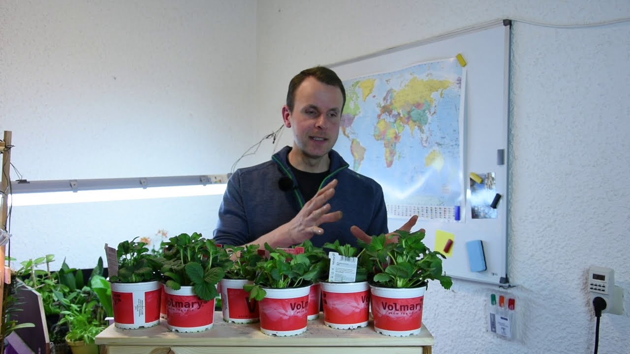 Alles, was Sie über die Erdbeerpflanzen von Volmary wissen müssen | Gartenschlau.com