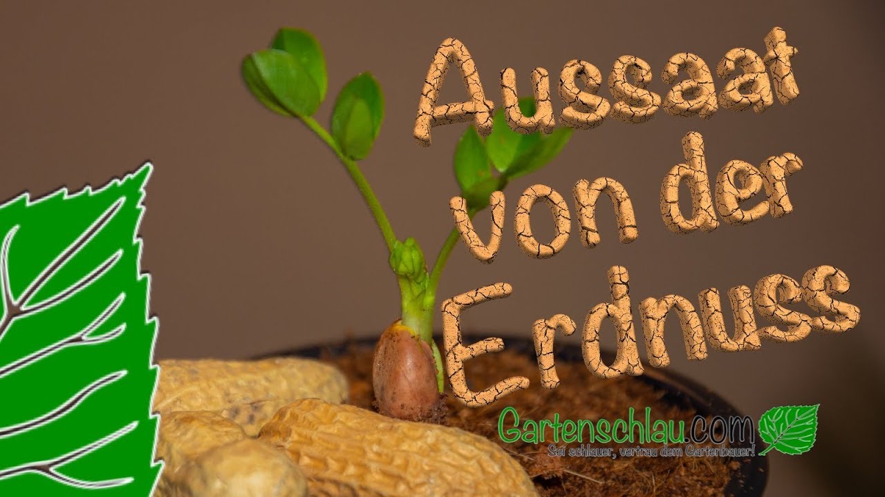 Erdnüsse Selbst Ziehen – Aussaat Von Der Erdnuss Jimmy’s Pride Von Sperli // Gartenschlau.com