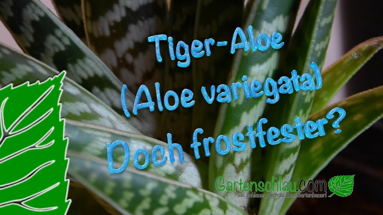 Tiger-Aloe (Aloe variegata) – Doch frostfester? Internetangaben Glauben schenken?!