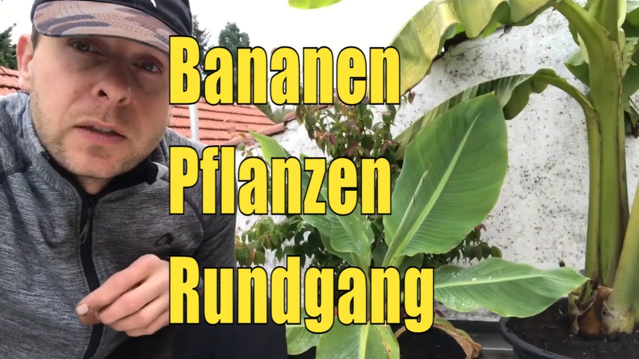Entdecke Die Fünf Besten Bananensorten Für Deinen Garten