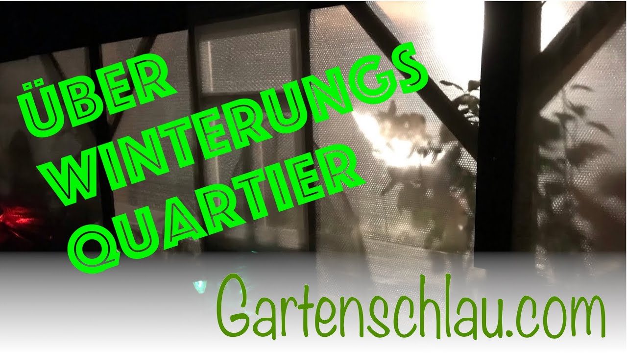 Die Pflanzen Im Überwinterungs Quartier – Wie Geht Es Den Exotischen Pflanzen? // Gartenschlau.com